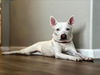 adoptable Dog in Las Vegas, NV named FENTY