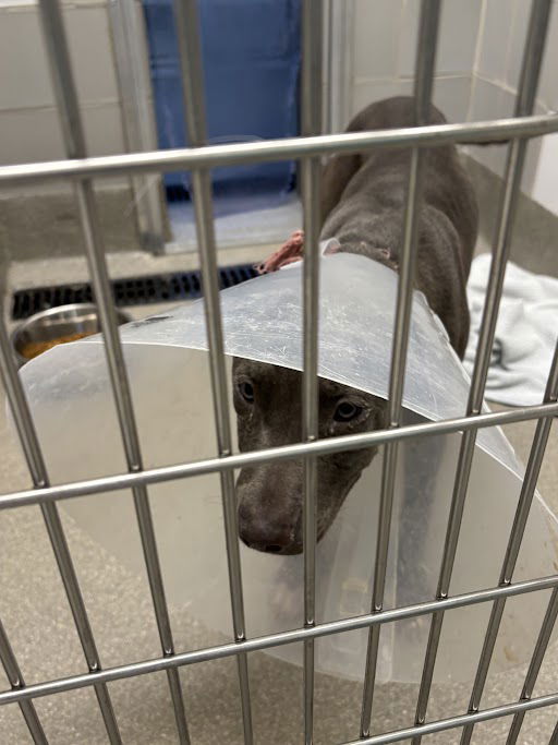adoptable Dog in Las Vegas, NV named BANE
