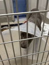 adoptable Dog in Las Vegas, NV named BANE