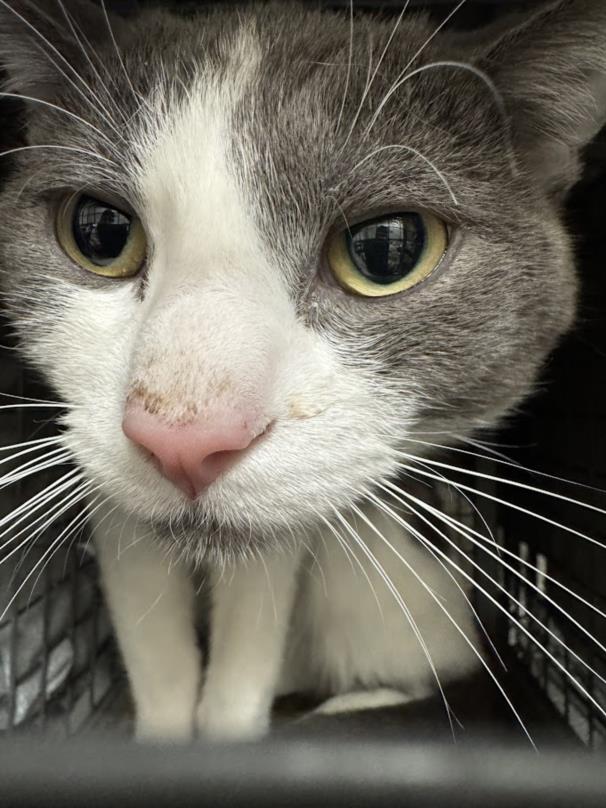 adoptable Cat in Las Vegas, NV named *GUMMI BEAR