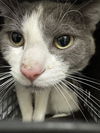 adoptable Cat in Las Vegas, NV named *GUMMI BEAR