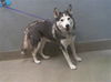 adoptable Dog in  named *FLUTTERSHY