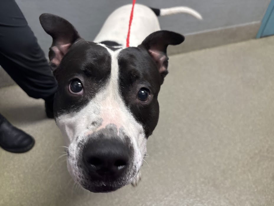 adoptable Dog in Las Vegas, NV named *MEATLOAF