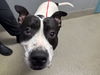 adoptable Dog in  named *MEATLOAF