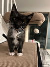 adoptable Cat in Las Vegas, NV named *DANTE