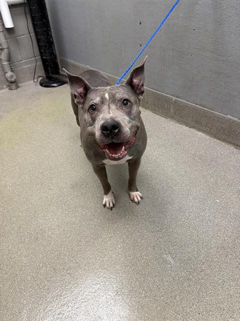 adoptable Dog in Las Vegas, NV named *PENELOPE