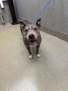 adoptable Dog in Las Vegas, NV named *PENELOPE