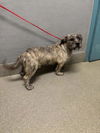 adoptable Dog in  named *VINNY
