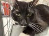 adoptable Cat in Las Vegas, NV named *OSO