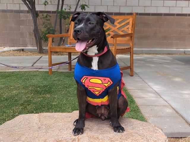 adoptable Dog in Las Vegas, NV named STELLA