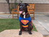 adoptable Dog in Las Vegas, NV named STELLA