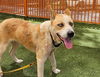 adoptable Dog in  named PRINCESS
