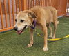 adoptable Dog in Las Vegas, NV named ATHENA