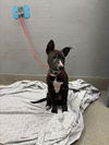 adoptable Dog in Las Vegas, NV named *DINGO