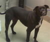 adoptable Dog in  named RUCUS