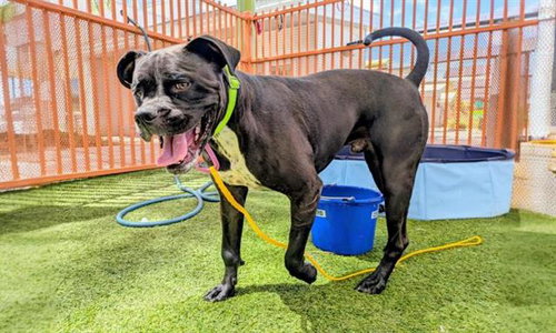 RUCUS - Boxer available for adoption