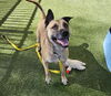 adoptable Dog in , NV named MIURA