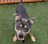 adoptable Dog in  named TATER