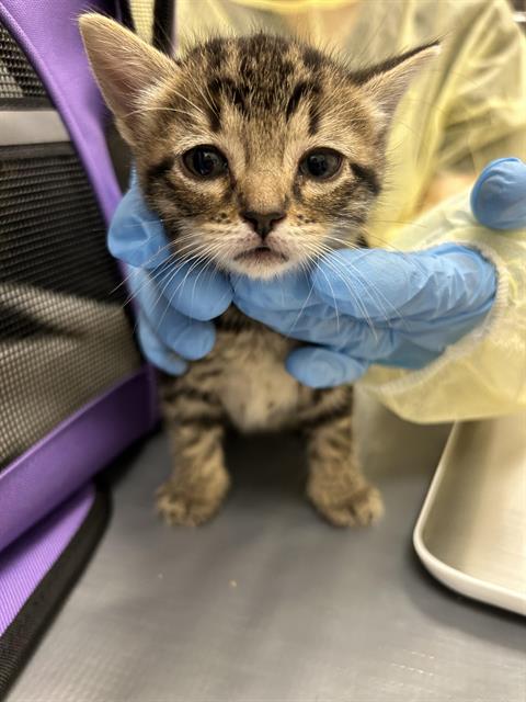 adoptable Cat in Las Vegas, NV named ETHAL