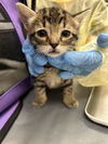 adoptable Cat in , NV named ETHAL