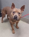 adoptable Dog in , NV named *TAZ