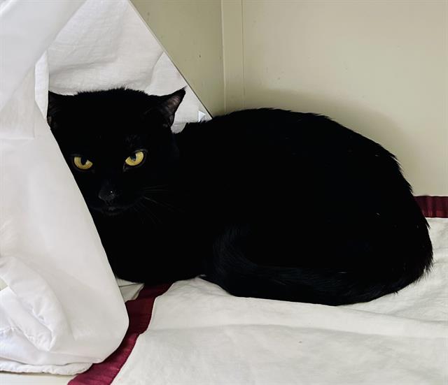 adoptable Cat in Las Vegas, NV named *COUNT DRAVEN