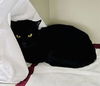 adoptable Cat in , NV named *COUNT DRAVEN