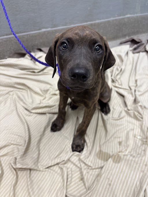 adoptable Dog in Las Vegas, NV named *BOLT