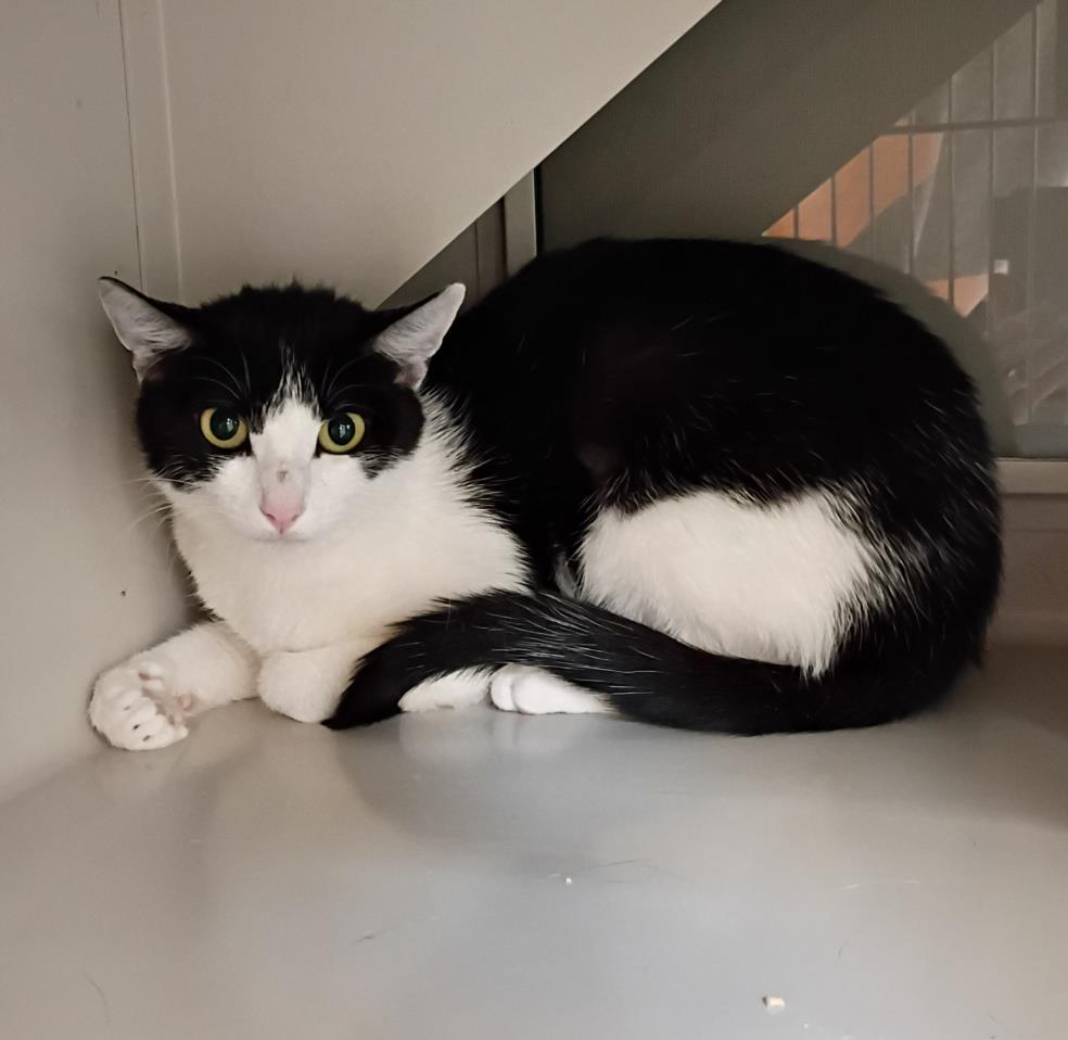 adoptable Cat in Las Vegas, NV named *O'RILEYS