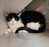 adoptable Cat in , NV named *O