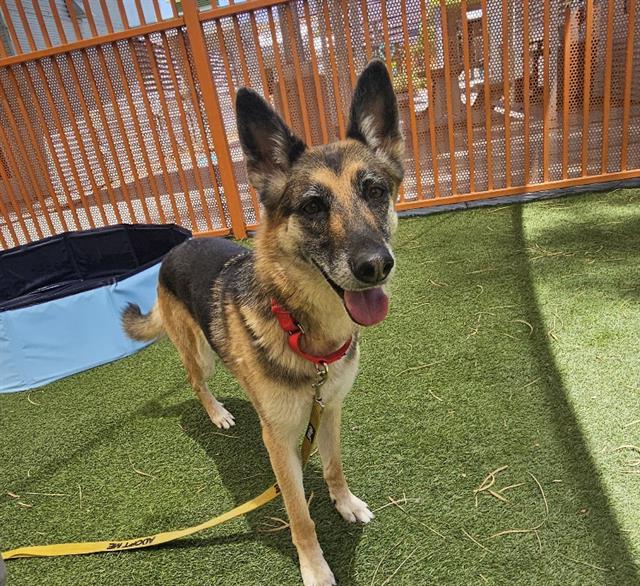 adoptable Dog in Las Vegas, NV named *QUINN