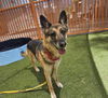 adoptable Dog in , NV named *QUINN