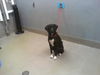 adoptable Dog in , NV named MIKU
