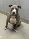 adoptable Dog in , NV named *M N