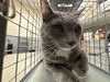 adoptable Cat in , NV named GARY