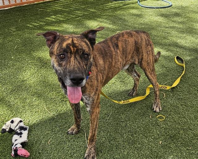 adoptable Dog in Las Vegas, NV named BROWNIE