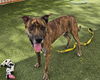 adoptable Dog in  named BROWNIE