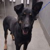 adoptable Dog in , NV named DUTCHESS