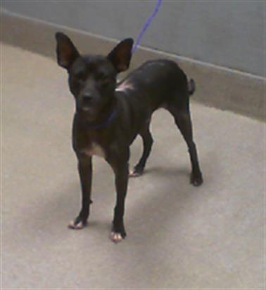 adoptable Dog in Las Vegas, NV named *DRAKO