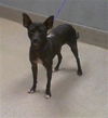 adoptable Dog in , NV named *DRAKO