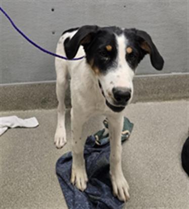 adoptable Dog in Las Vegas, NV named WHISKEY