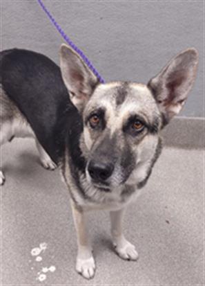 adoptable Dog in Las Vegas, NV named *LENNI