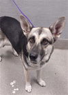 adoptable Dog in Las Vegas, NV named *LENNI