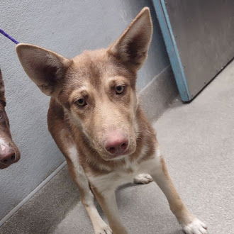 adoptable Dog in Las Vegas, NV named *LAVERN