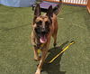 adoptable Dog in Las Vegas, NV named *WALL-E