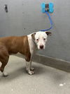 adoptable Dog in , NV named RASCAL