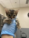 adoptable Cat in , NV named *MOBBIE
