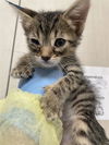 adoptable Cat in , NV named *TOBBIE