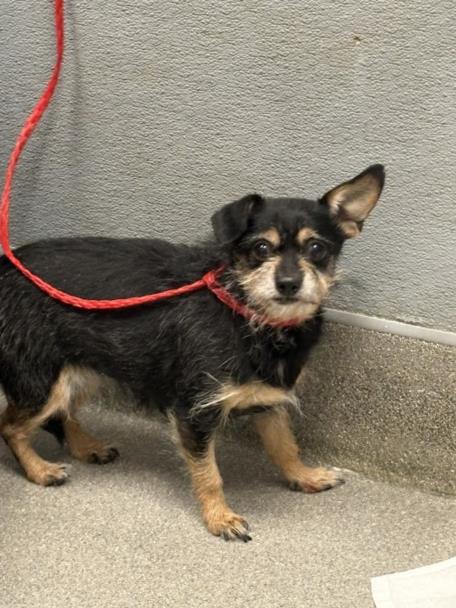 adoptable Dog in Las Vegas, NV named SOFI