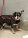 adoptable Dog in  named SOFI